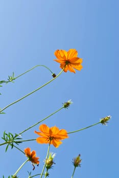 flower and sky
