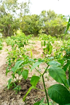 Pepper plantations