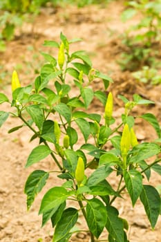 Pepper plantations