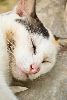 Cats sleep