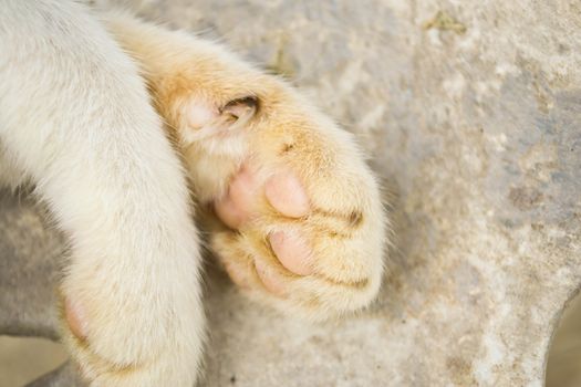Cat feet