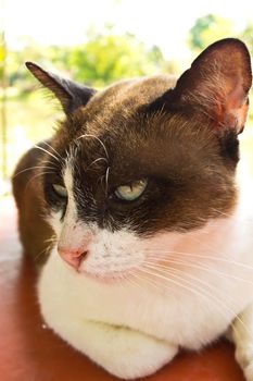 thai cat