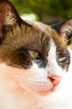thai cat