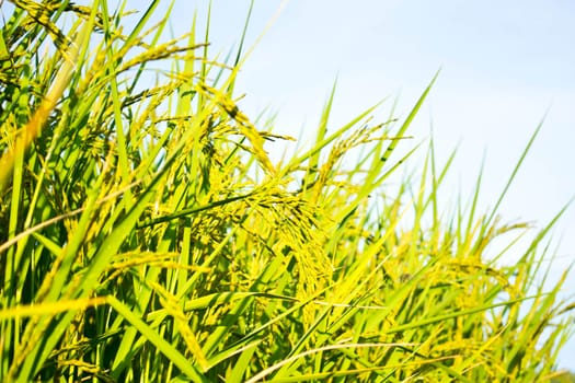 Fields in the countryside