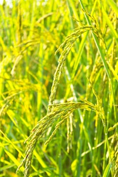 Fields in the countryside