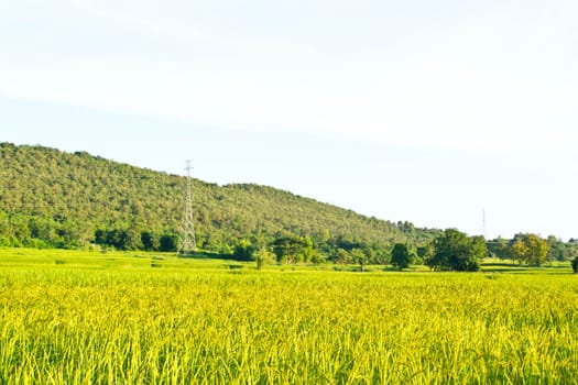 Fields in the countryside