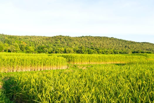 Fields in the countryside