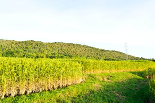 Fields in the countryside