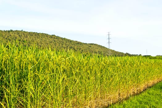 Fields in the countryside