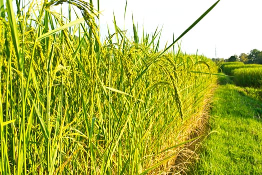 Fields in the countryside