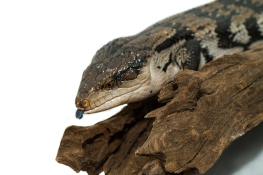 Blue tongued skink on white background (Tiliqua scincoides scincoides)