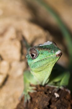 Knight Anole in the nature ( Anolis equestris )