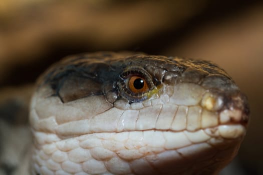 Blue tongued skink on white background (Tiliqua scincoides scincoides)