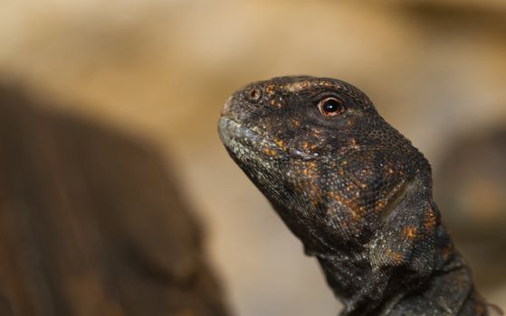 head and eye close up of Egyptian Uromastyx