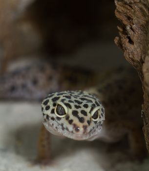 smiling leopard gecko on desert