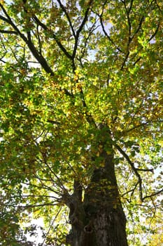 A tall Oak tree in the early morning sunshine