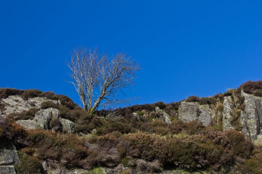 A lone tree up a mountain in Wales