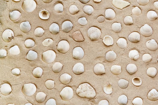 Many white shell carcass on concrete wall 