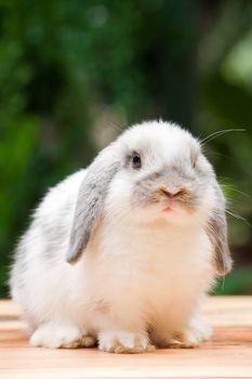 Cute Rabbit looking at you at outdoor
