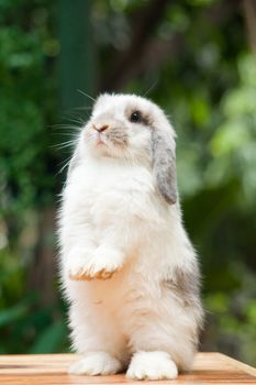 Cute Rabbit standing at outdoor
