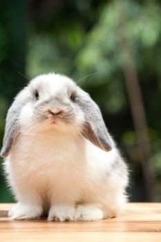 Cute Rabbit looking at you at outdoor