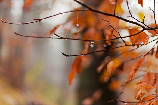 water drop from beech tree in autumn