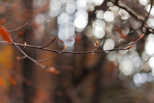 water drop from beech tree in autumn