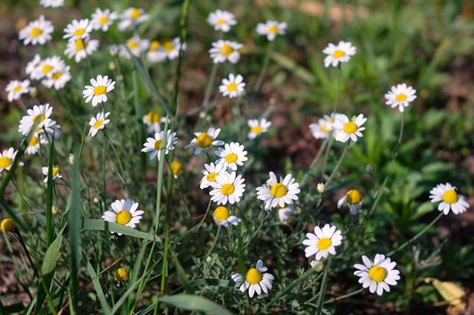 a lot of daisies on a green meadow in the grass