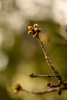 Emerging buds in spring