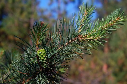 Pine branches close-up with green buds