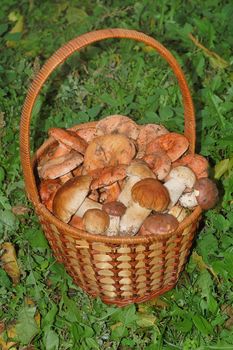 a basket of freshly picked red and white mushrooms