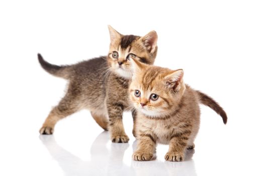 kitten on a white background