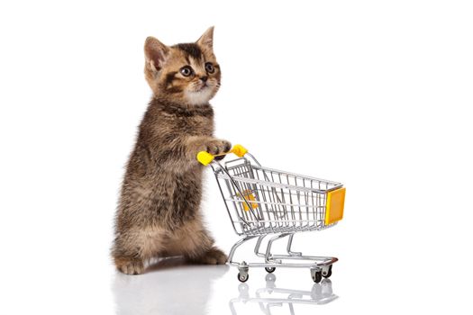 british cat with shopping cart isolated on white. kitten osolated