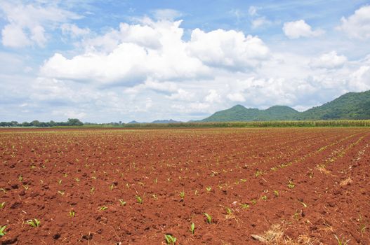 preparation of soil cultivation in Suwan farm, Thailand