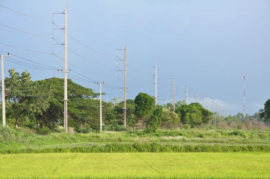 row electricity post with rice field, Thailand