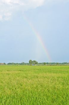 beautiful rainbow on the rice field, Thailand