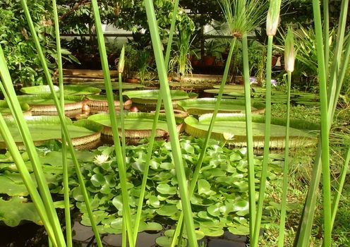 aquatic plants in a floral park