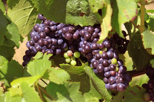 bunches of grapes on vines in a vineyard before harvest