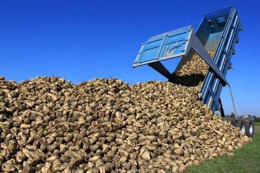 a farmer in a sugar beet field