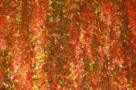 carpet of Autumn foliage yellow, red and green