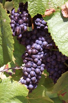 bunches of grapes on vines in a vineyard before harvest