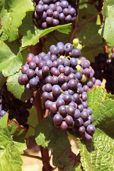 bunches of grapes on vines in a vineyard before harvest