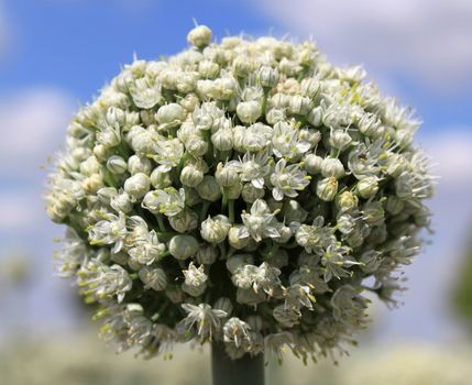 A flower close-up of onion on a blurred background