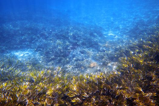 Underwater picture of waving sea grass in the sunlight