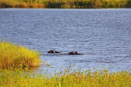 Wild Hippopotamus in the water in Mukimi, Tanzania