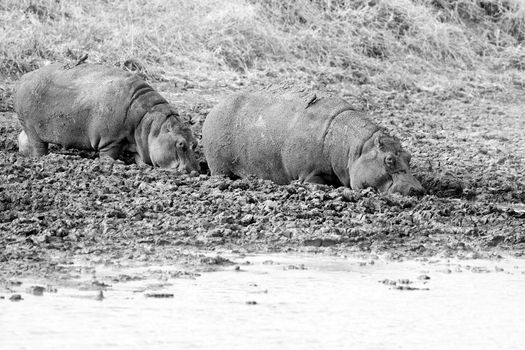Wild Hippopotamus in the water in Mukimi, Tanzania