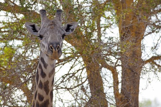 Wild Giraffe in the savannah in Mikumi, Tanzania