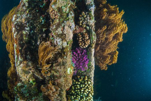 World War II shipwreck underwater in Bali