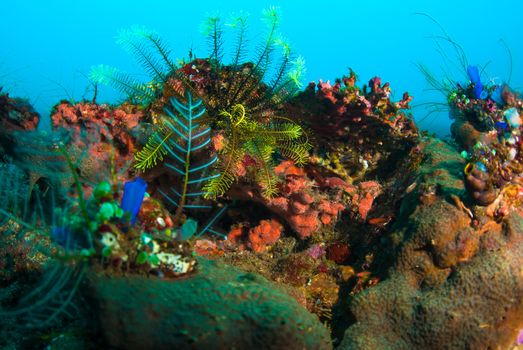 Underwater coral, fish, and plants Bali, Indonesia