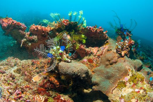 Underwater coral, fish, and plants Bali, Indonesia